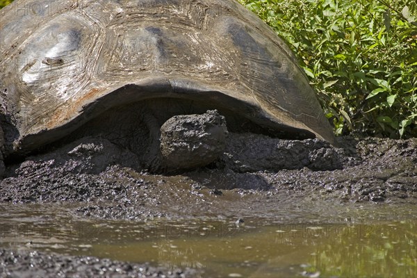 Testudo elephantopus porteri porteri porteri