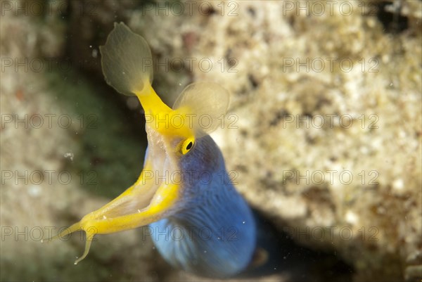 Nose moray eel