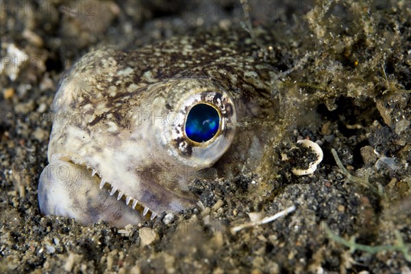 Painted Lizardfish