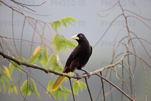 Crested Oropendola