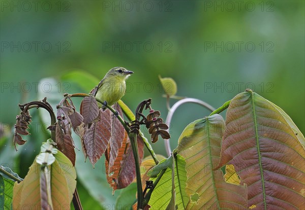 Yellow Tyrannulet