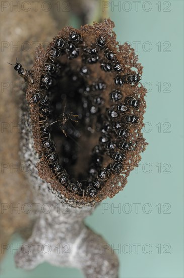 Stingless robber bee