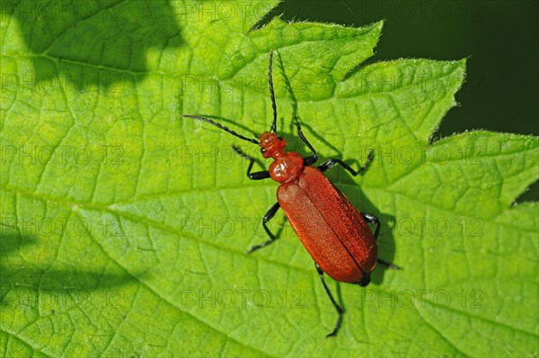 Red-headed Fire Beetle