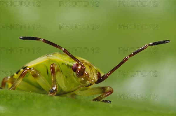 Birch shieldbugs