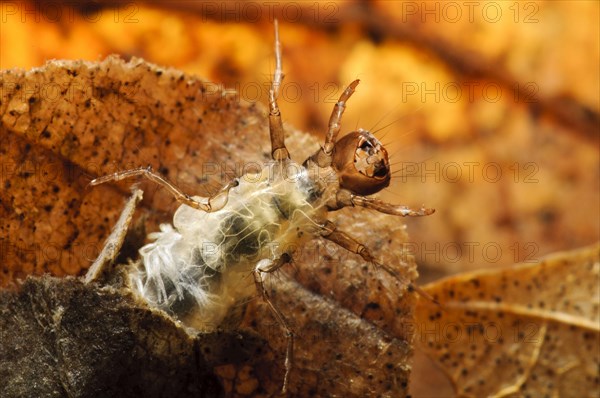 Larva of the pellucidus glyphotaelius