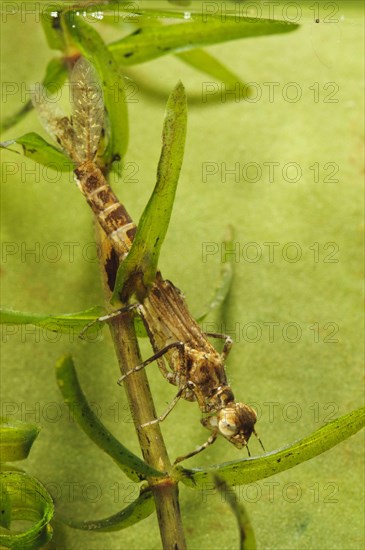 Blue-tailed damselfly