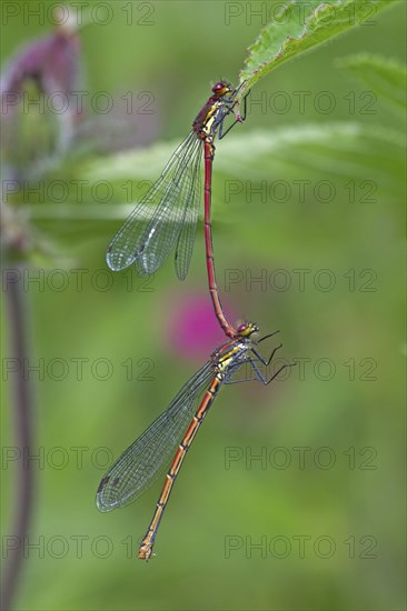 Early damselfly