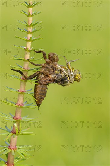 Broad-bodied Chaser adult