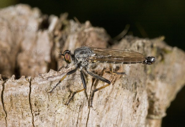 Common awl robberfly