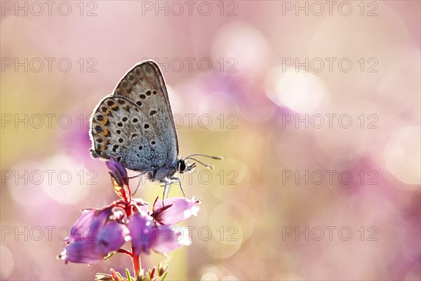 White Clover Blue