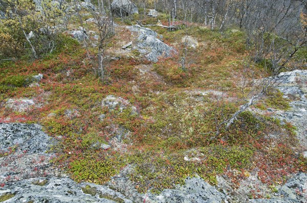 Vaccinium uliginosus