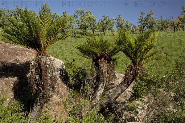 Common Tree Fern