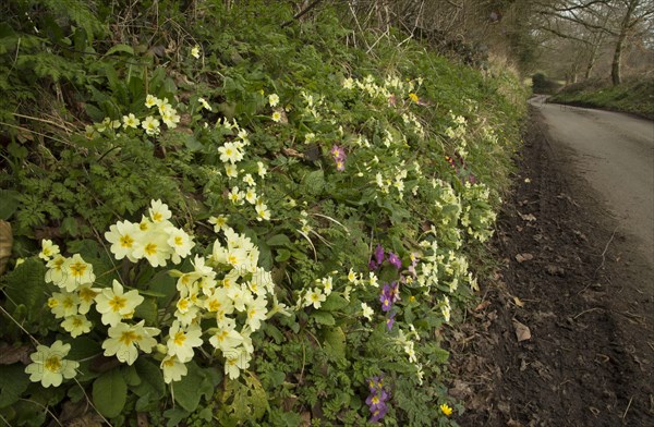 Common Primrose