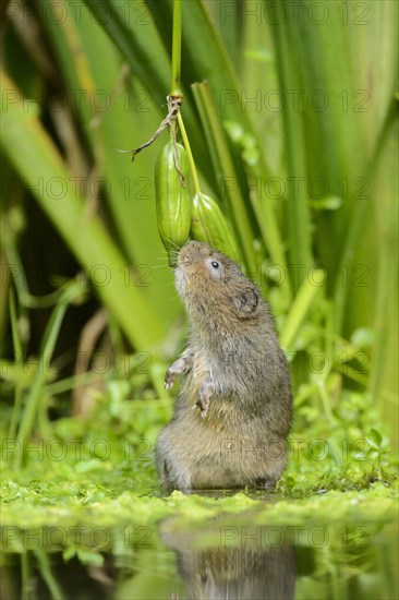 European water vole