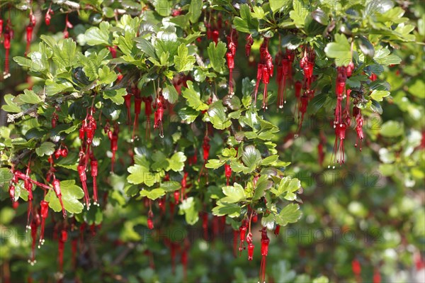 Fuchsia-flowered Gooseberry flowering