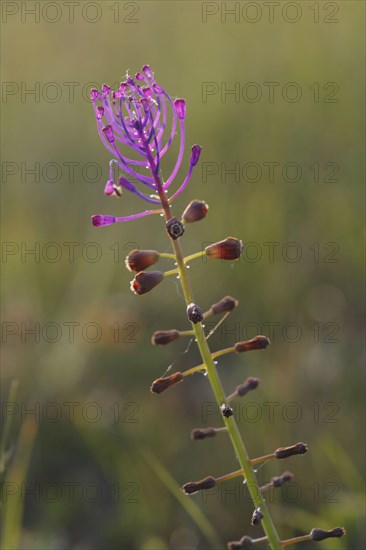 Tassel hyacinth