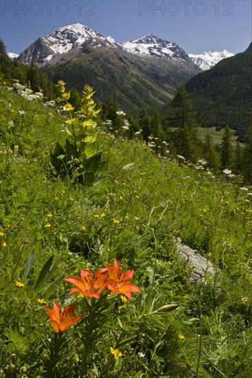 Orange Lily