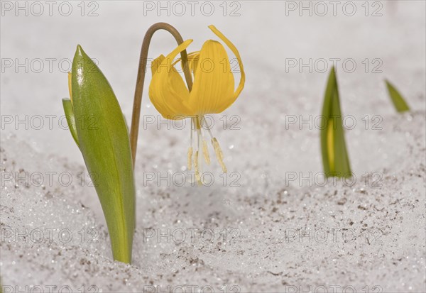 Flowering dogtooth fawn lily