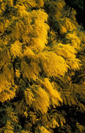 Silver Acacia