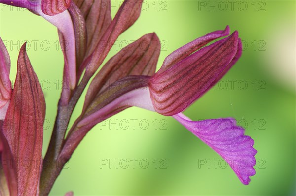 Pink butterfly orchid