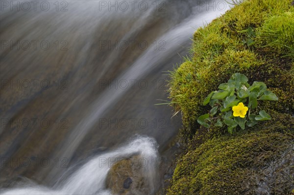 Marsh marigold