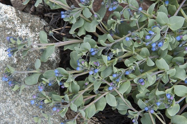 Flowering oysterleaf