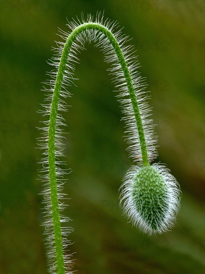 Corn Poppy