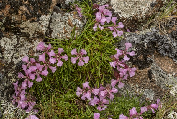 Dwarf Soapwort