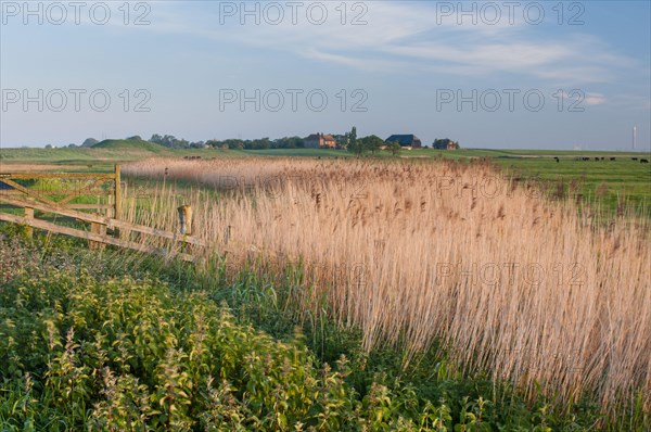 Common common reed