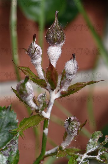 Powdery Mildew