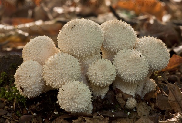 Common Puffball