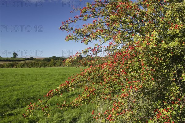 Common Hawthorn