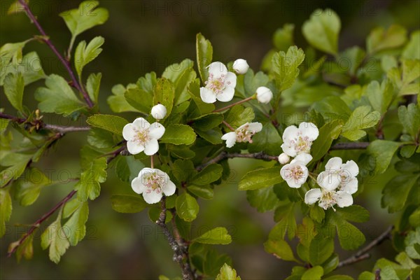 Midland Hawthorn