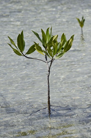 White white mangrove