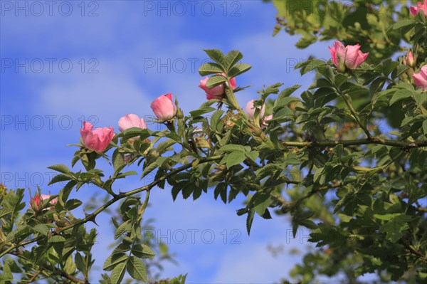 Sherard's Downy velvet rose