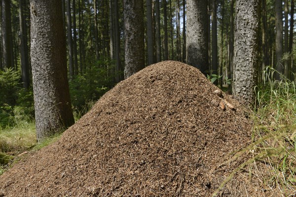 Anthill