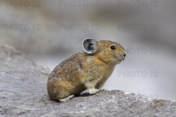 American pika