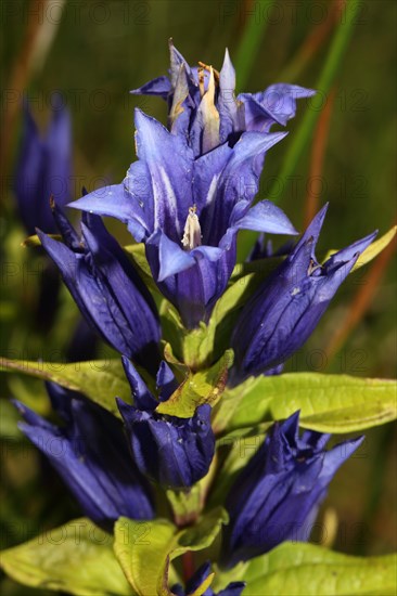 Willow gentian