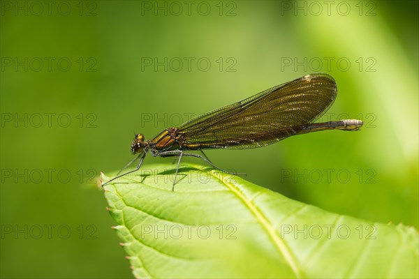 Beautiful Demoiselle