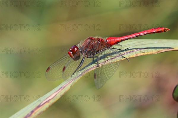 Common Darter