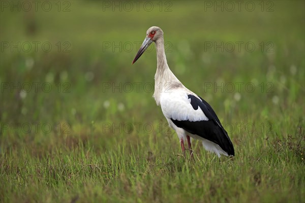 Maguari Stork