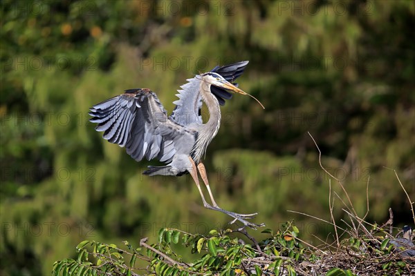 Great Blue Heron