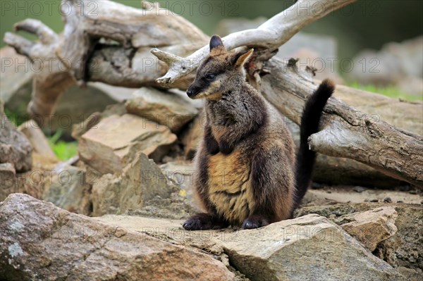 Brush-tailed rock-wallaby