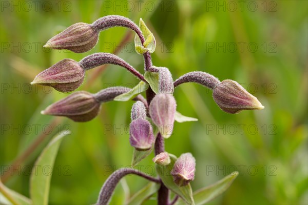 Marsh hellebore