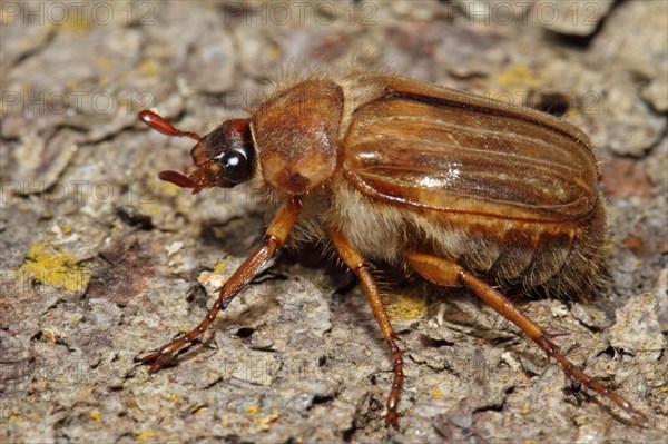 Riped Ground Beetle