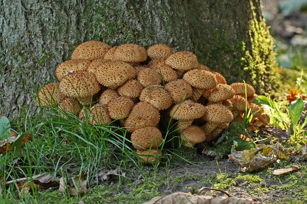 Shaggy scaly cap