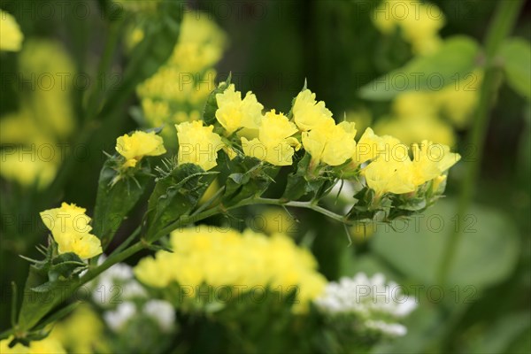 Sea lavender