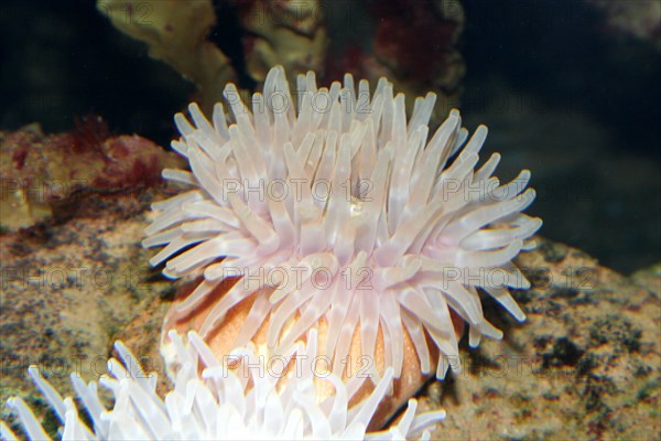 Pink Dahlia Anemone