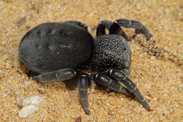 Ladybird spider