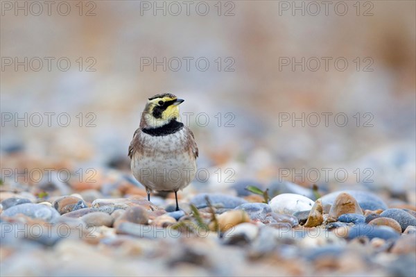 Shore Lark